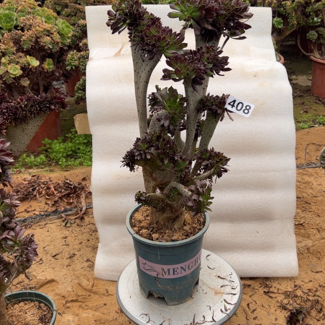 伤多黑缀408高度44特价