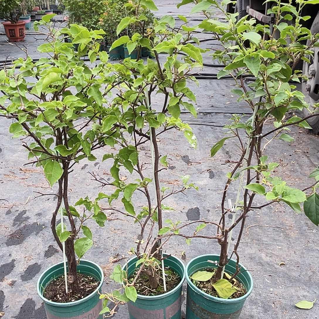 当前无花栽培后可以开花红英一颗