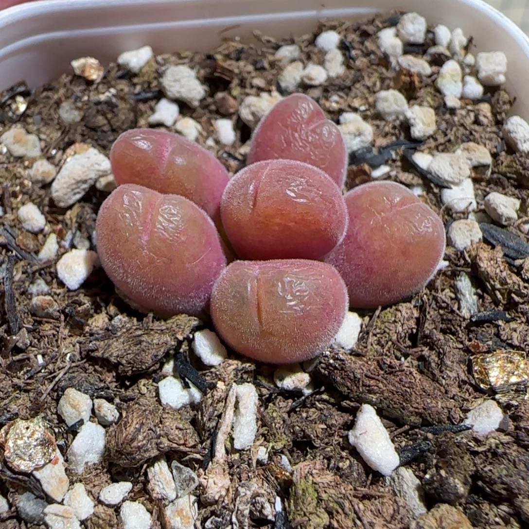 肉锥多肉植物组合-短毛翠滴965