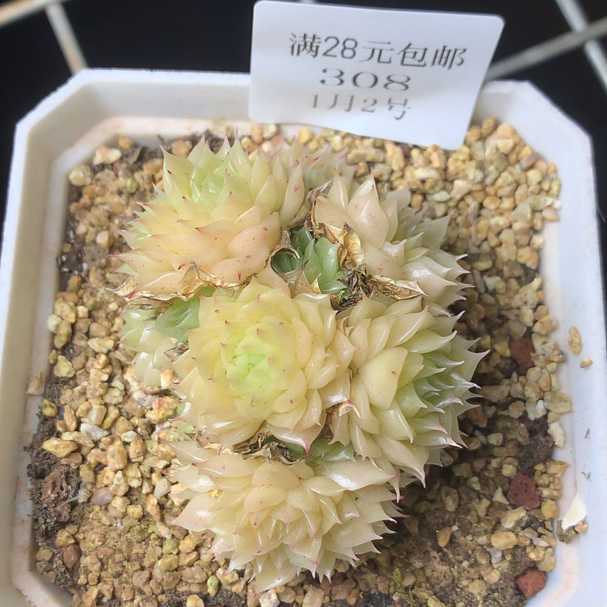 【闪购商品】云308号