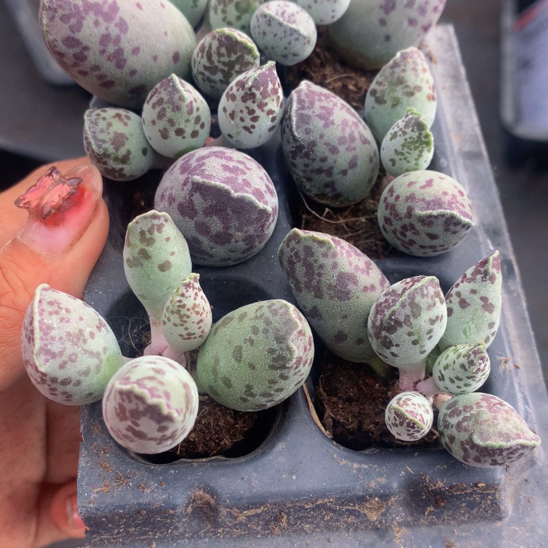 海豹小 （满9.99包邮不满9.99发叶子）