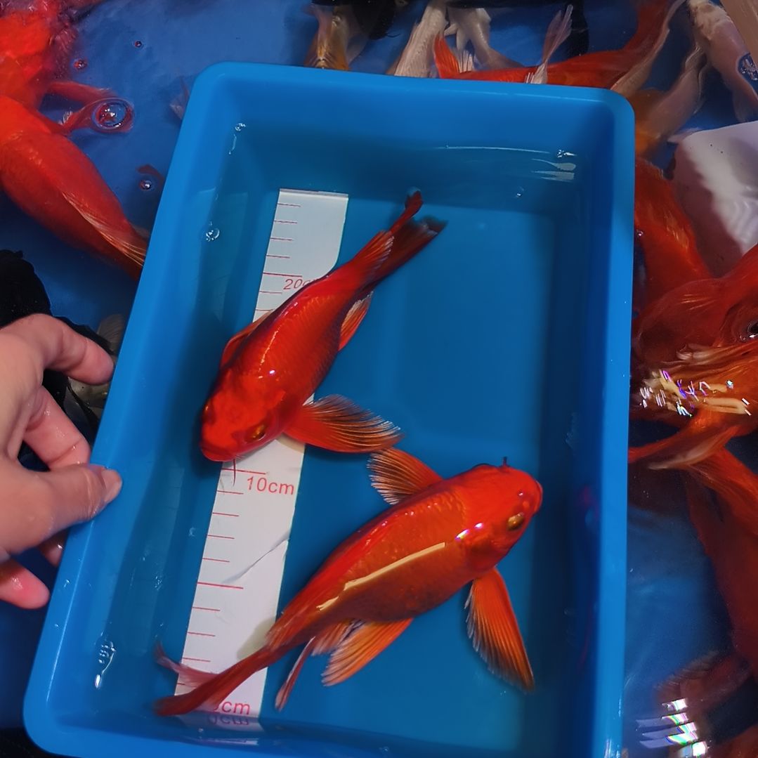蝴蝶鲤鱼蝴蝶鲤红色2条