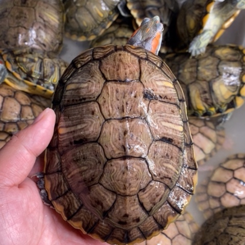 绿毛龟母凡高一个