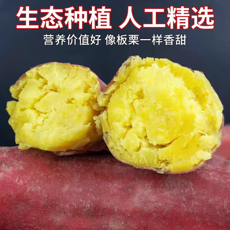 陕西沙地板栗红薯新鲜现挖粉糯香甜 干面甜无丝 烤地瓜5斤箱装