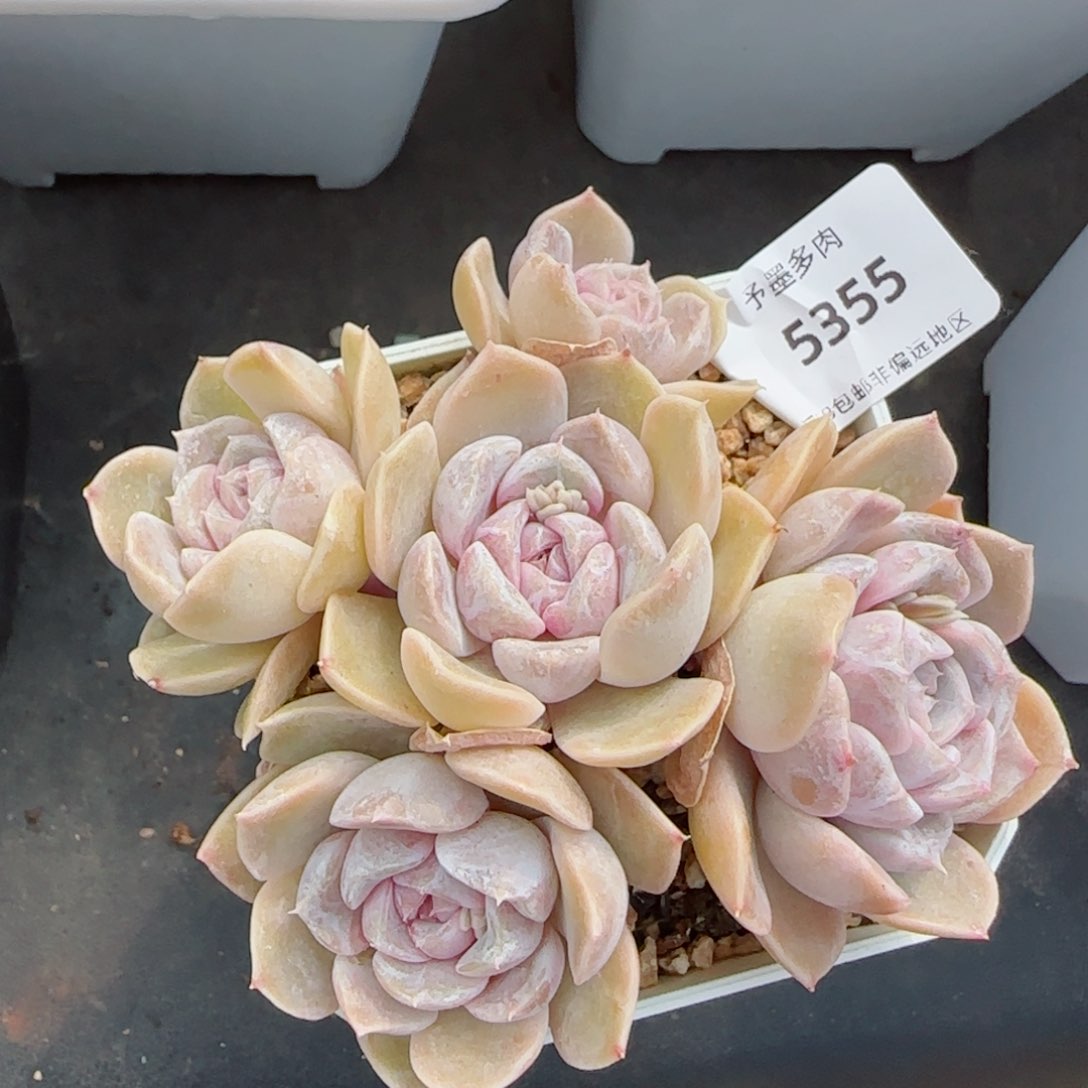 汉堡无砍，5355多肉植物