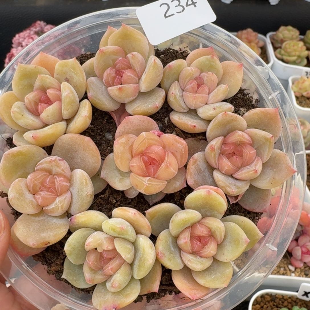 一物一拍一盒330-234