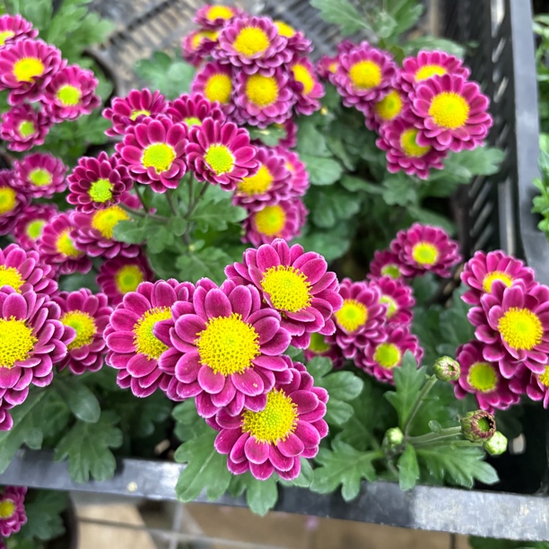 【缤纷甄选】桌面款盆栽紫色吉祥小菊带花带花苞到手一盆鲜花