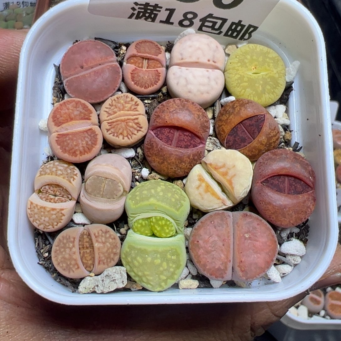 【闪购商品】 590。