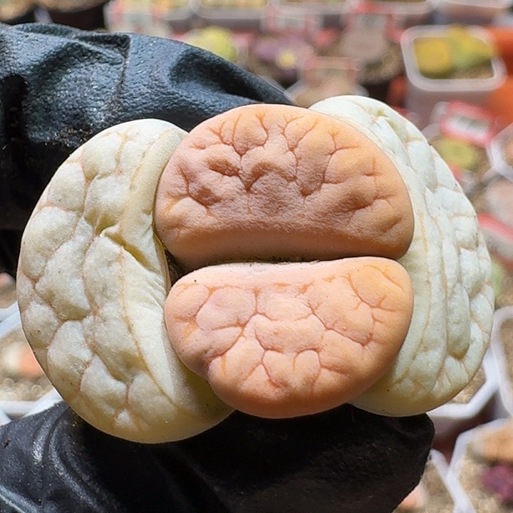 生石花2333:：。  69