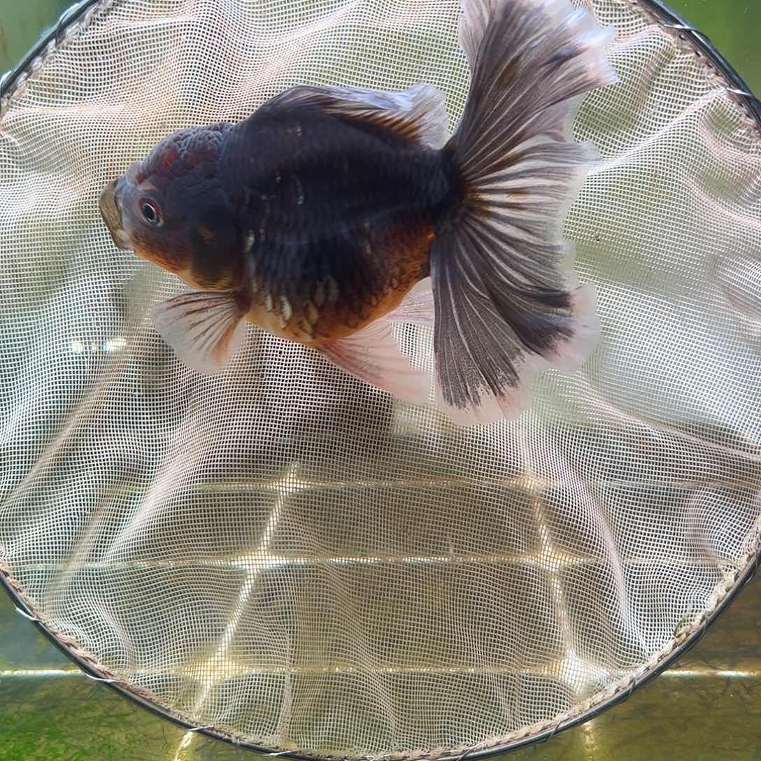 金鱼百褶泰狮亚成9