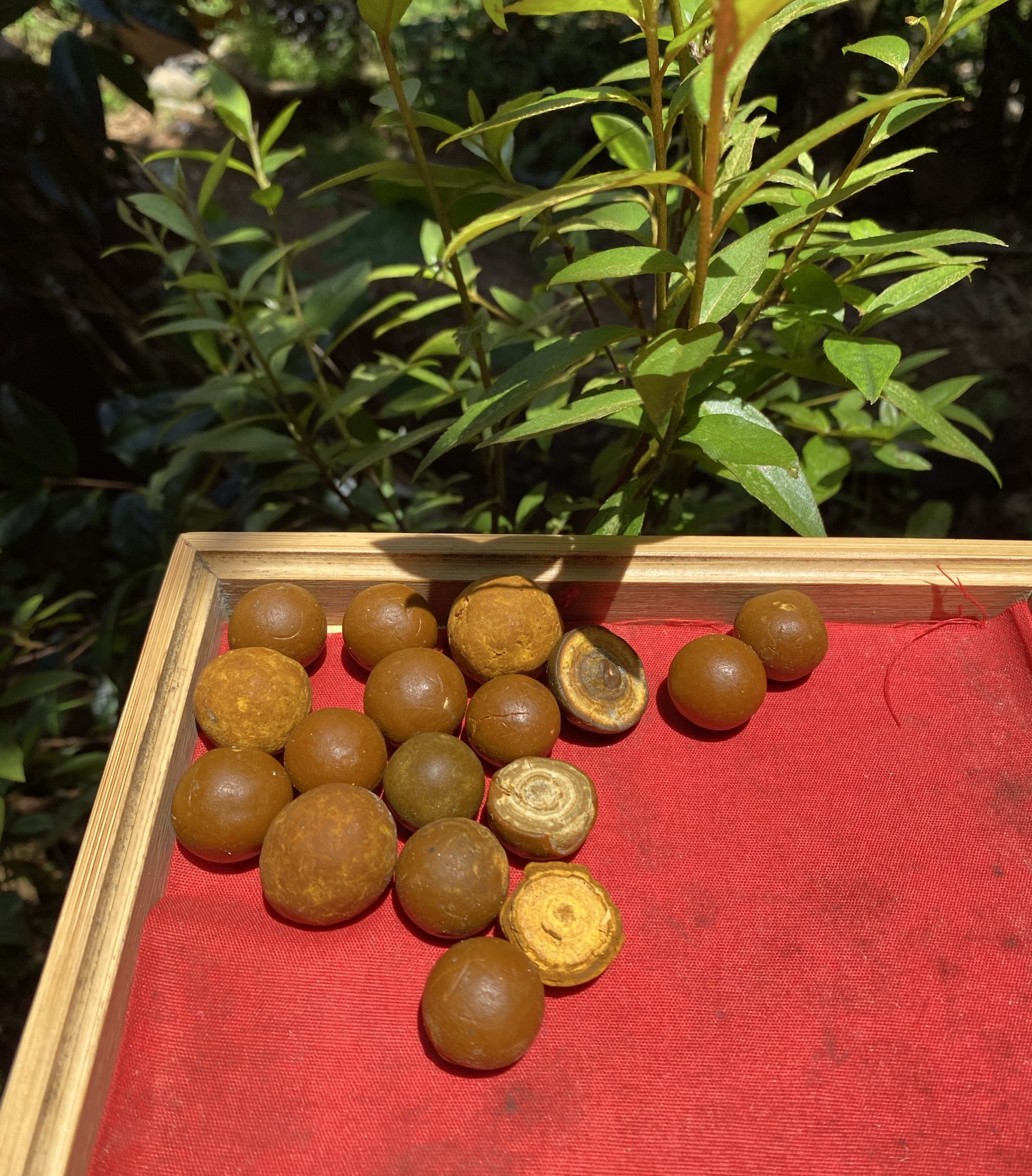 【静静收山货】牛/葟土特产（整个）