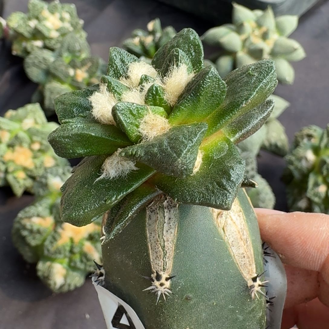 【闪购商品】大尤龙角414