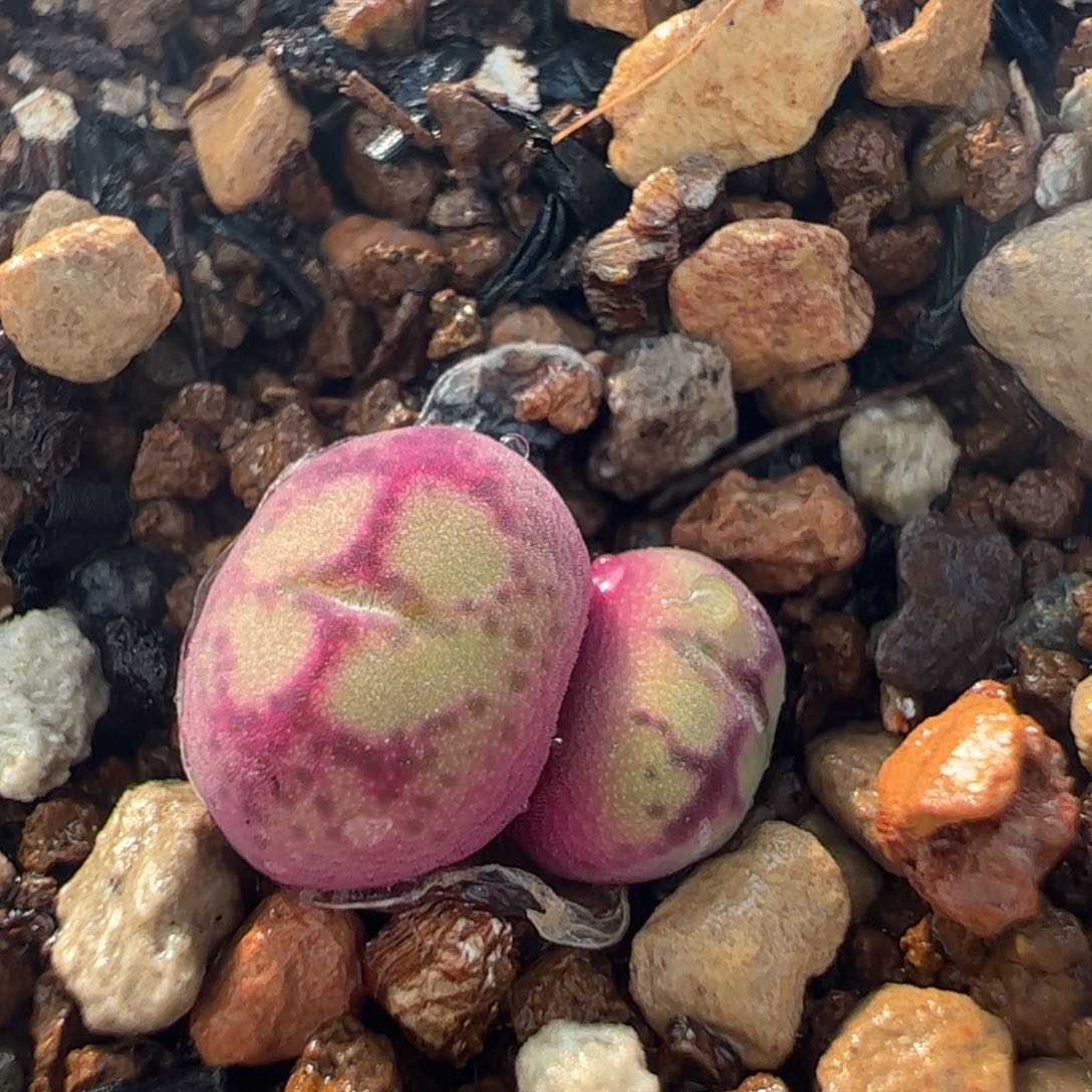 八重㫔基多肉植物百科