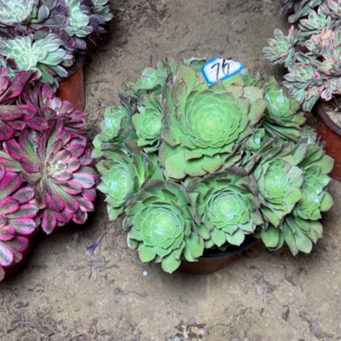 【闪购商品】多肉植物万圣夜76