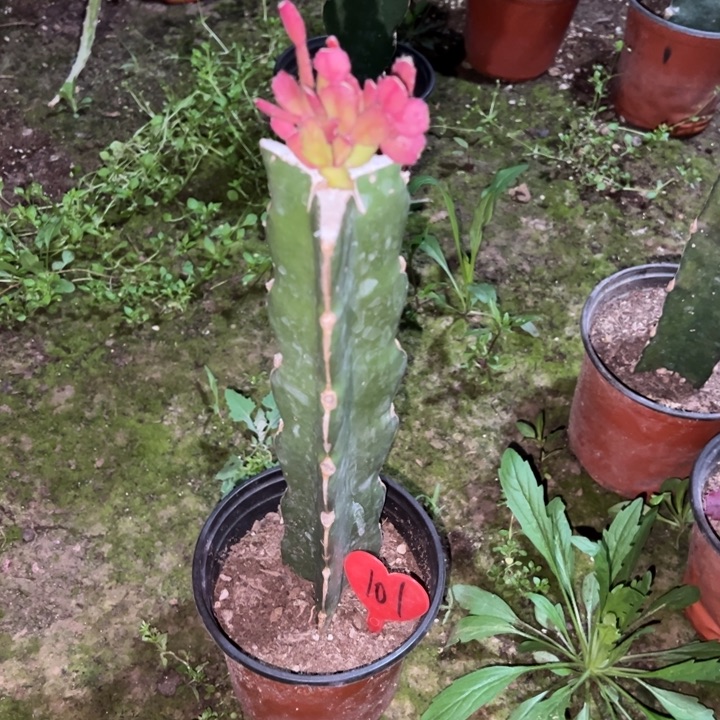 东***东当前无花栽培后可以开花037  101