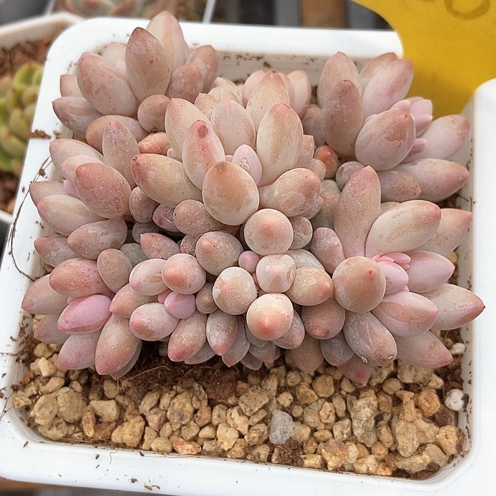 多肉植物手指1866