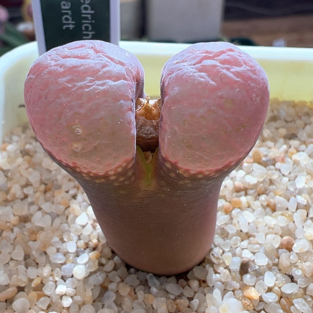 45优选se肯哈德大母本