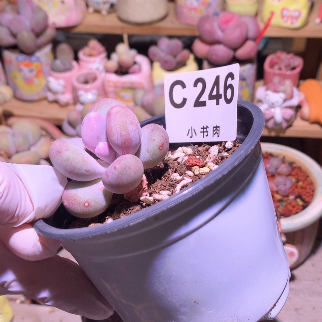 246 小屁桃奶酪多肉
