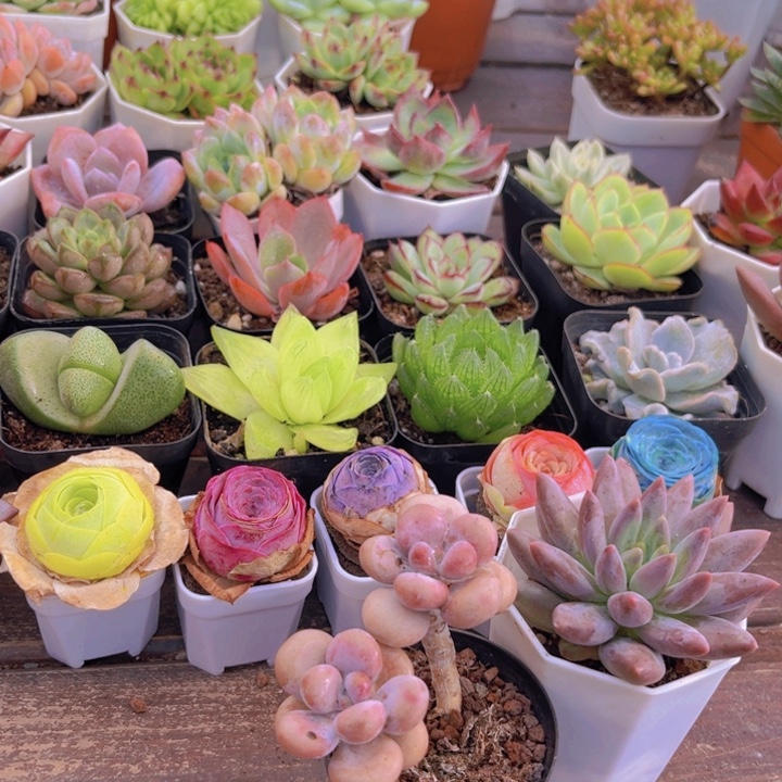 桃蛋多头➕红蜻蜓福利活动