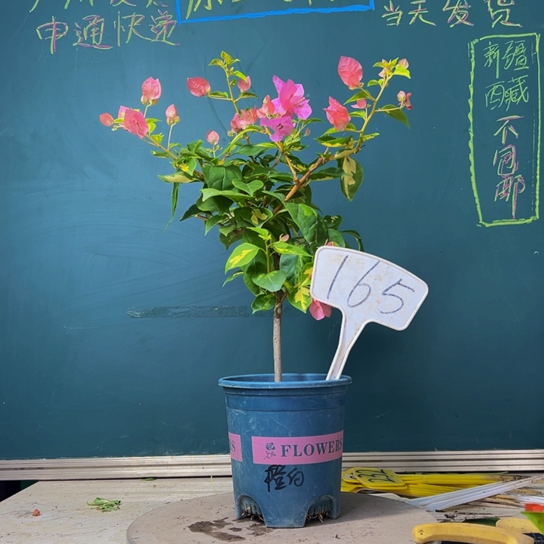 当前无花栽培后可以开花金心橙白 165