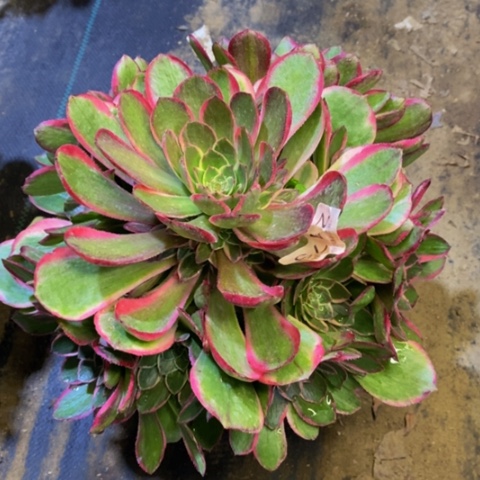 粉花妖多肉植物2173