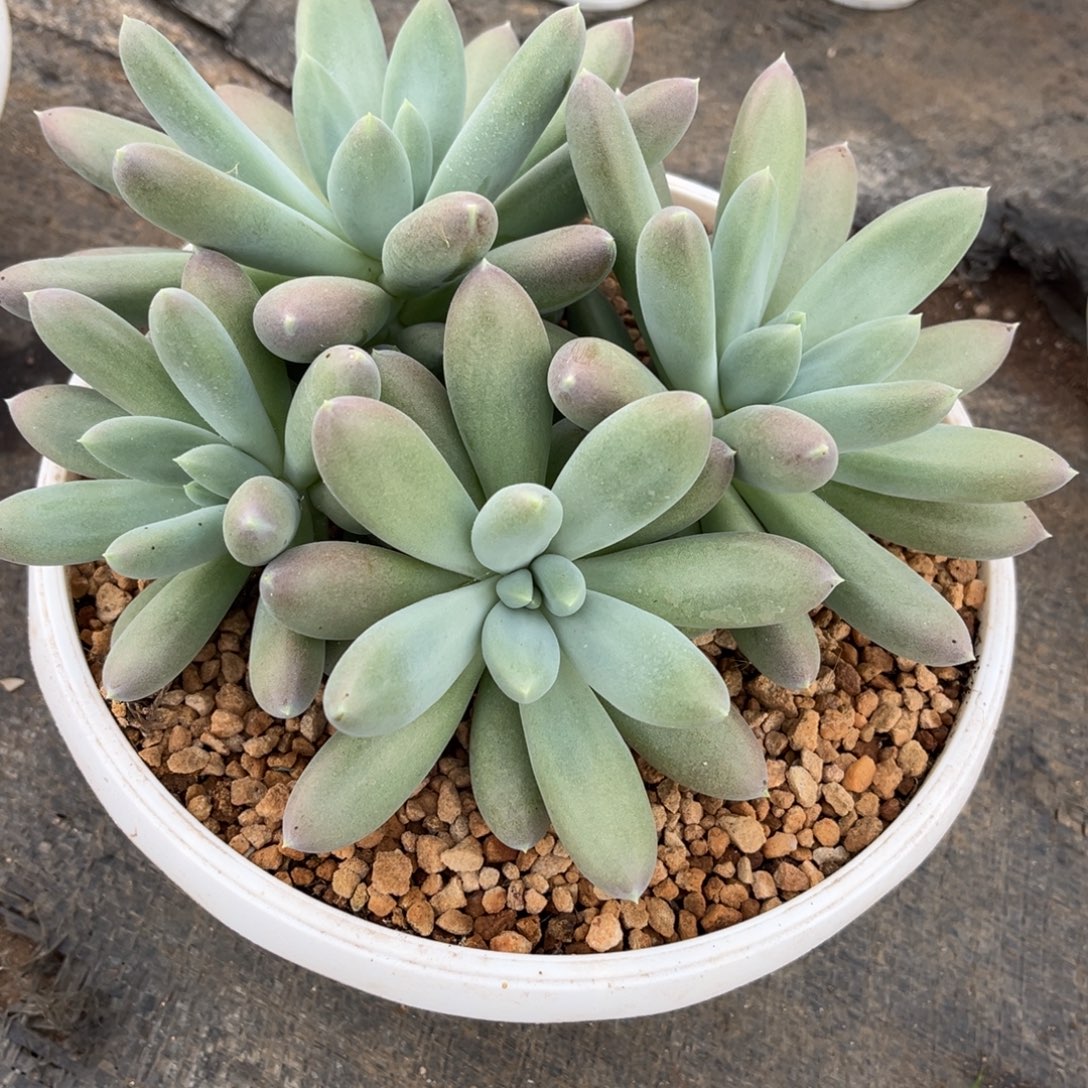 多肉植物哥特萝莉