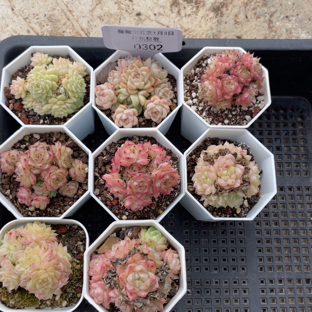 不包整散 盆子不售后0302