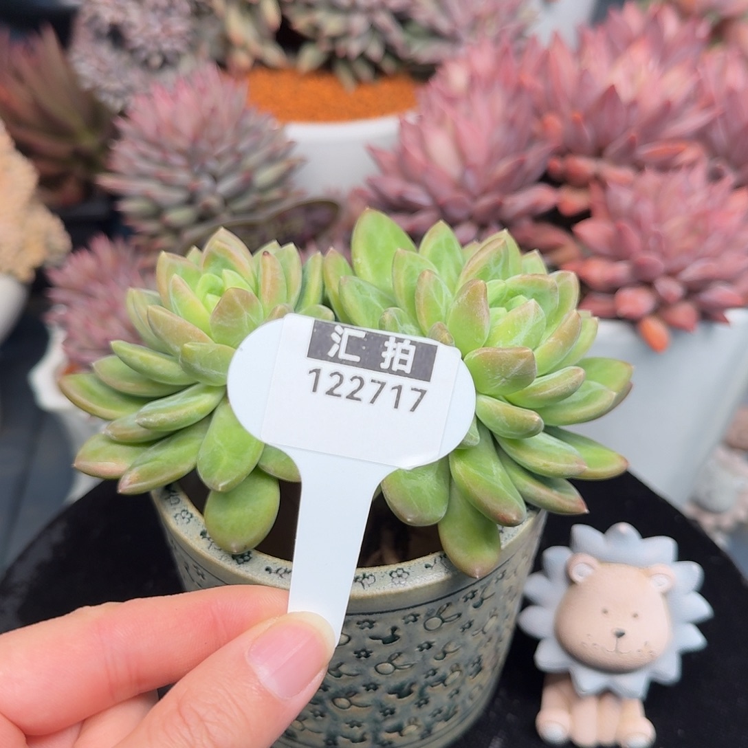 精品多肉植物122717