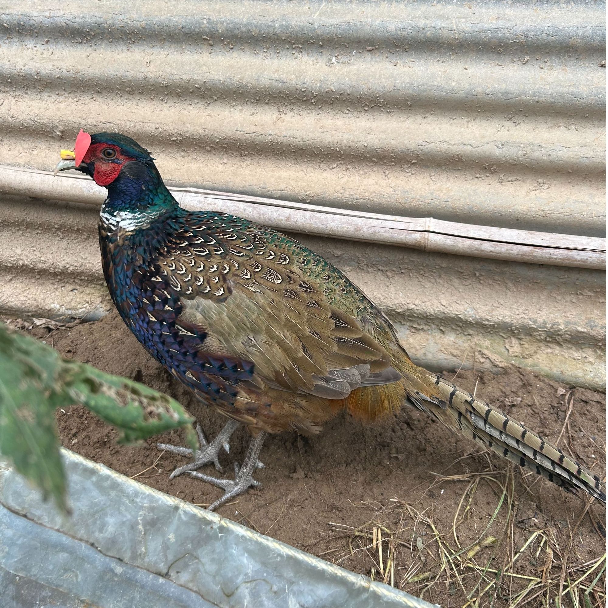 纯正七彩山鸡农家跑地鸡光赏鸡成年鸡
