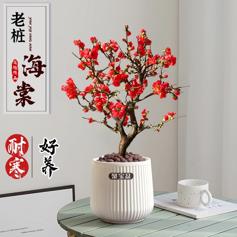 海棠盆景正宗长寿冠海棠第一名上档次四季开花花卉基地盆栽直销