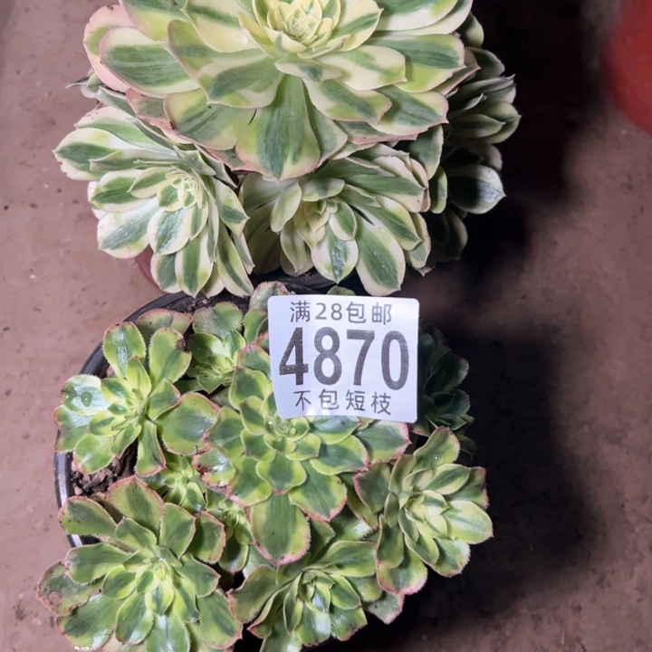 组合福袋多肉植物法师4870