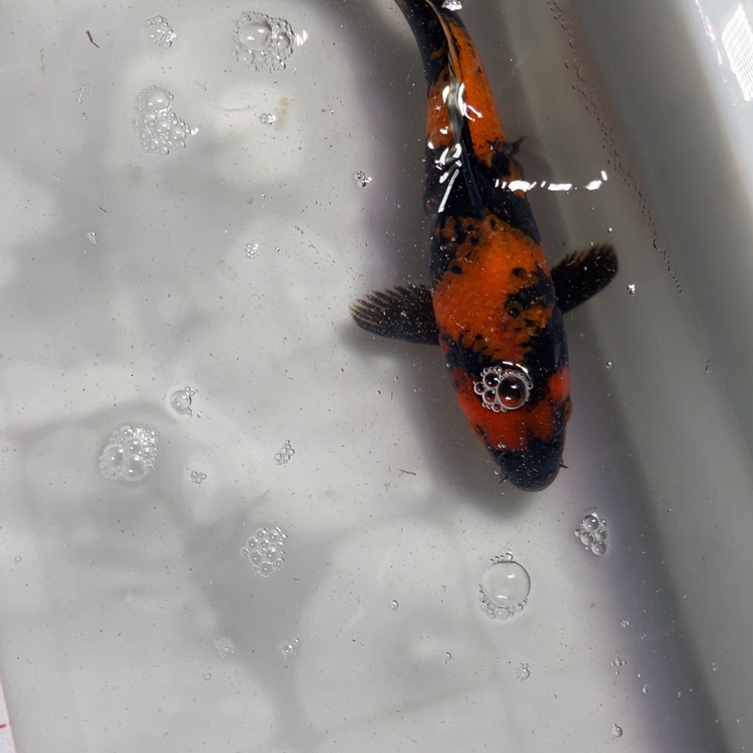 锦上锦鲤 666666666