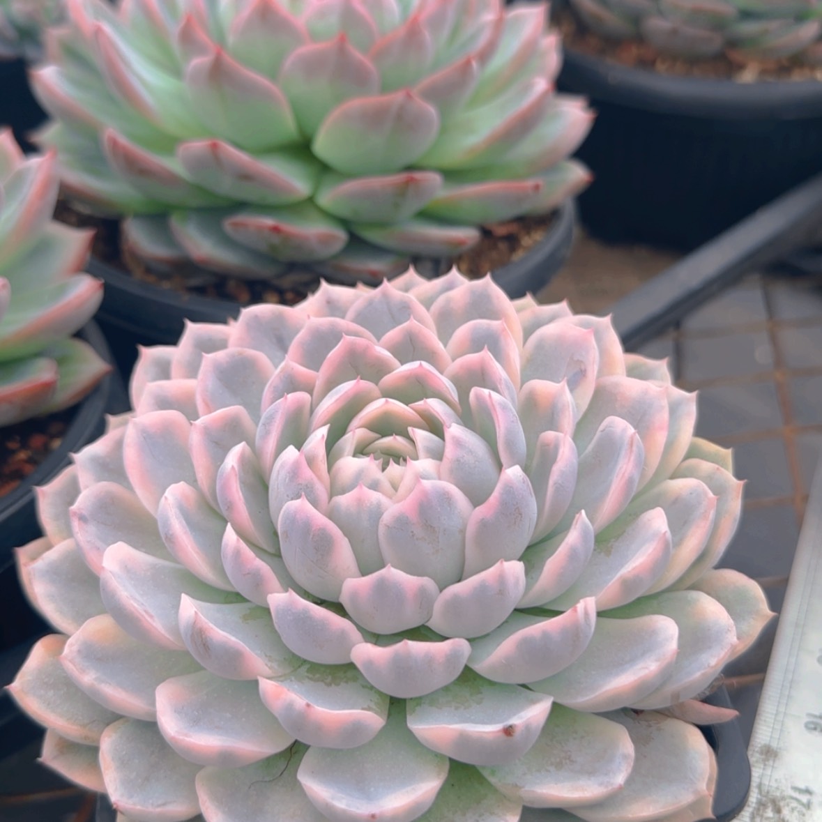 【闪购商品】雪球锦19.9