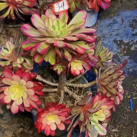 白月光老桩捧花法师39