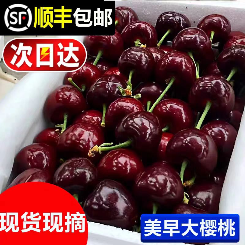 【顺丰次日达】L大连美早大樱桃JJJ果园现摘3斤箱珍珠棉纸箱包装净重2.5斤（坏果包赔）送礼首选美早樱桃