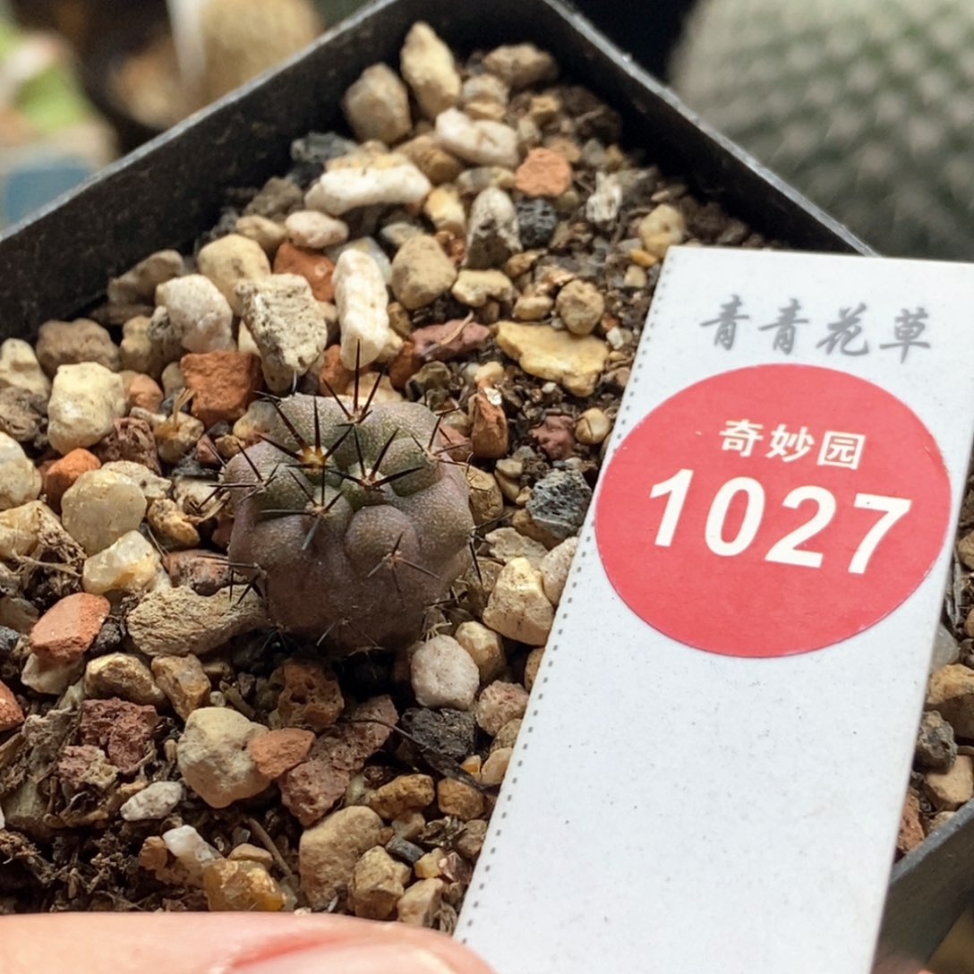 实生龙爪球猛龙玉1.4cm