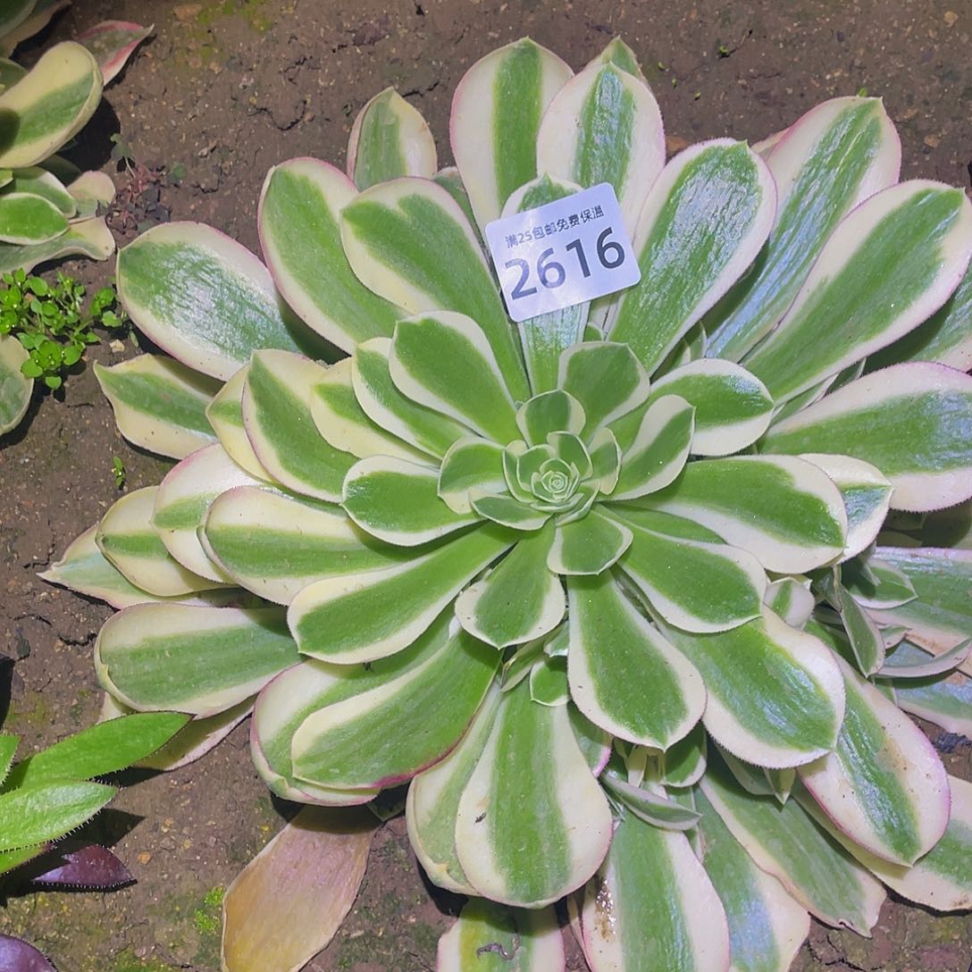 2616白凤多肉植物