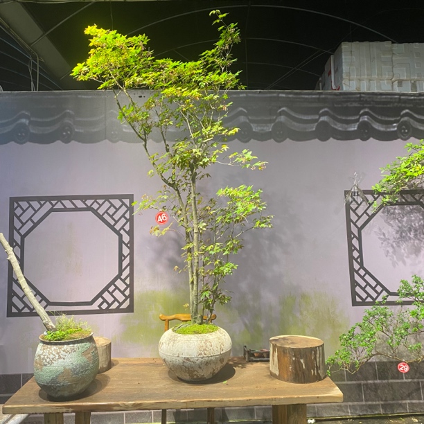 《四季.盆景》海岛石枫精品老桩盆景