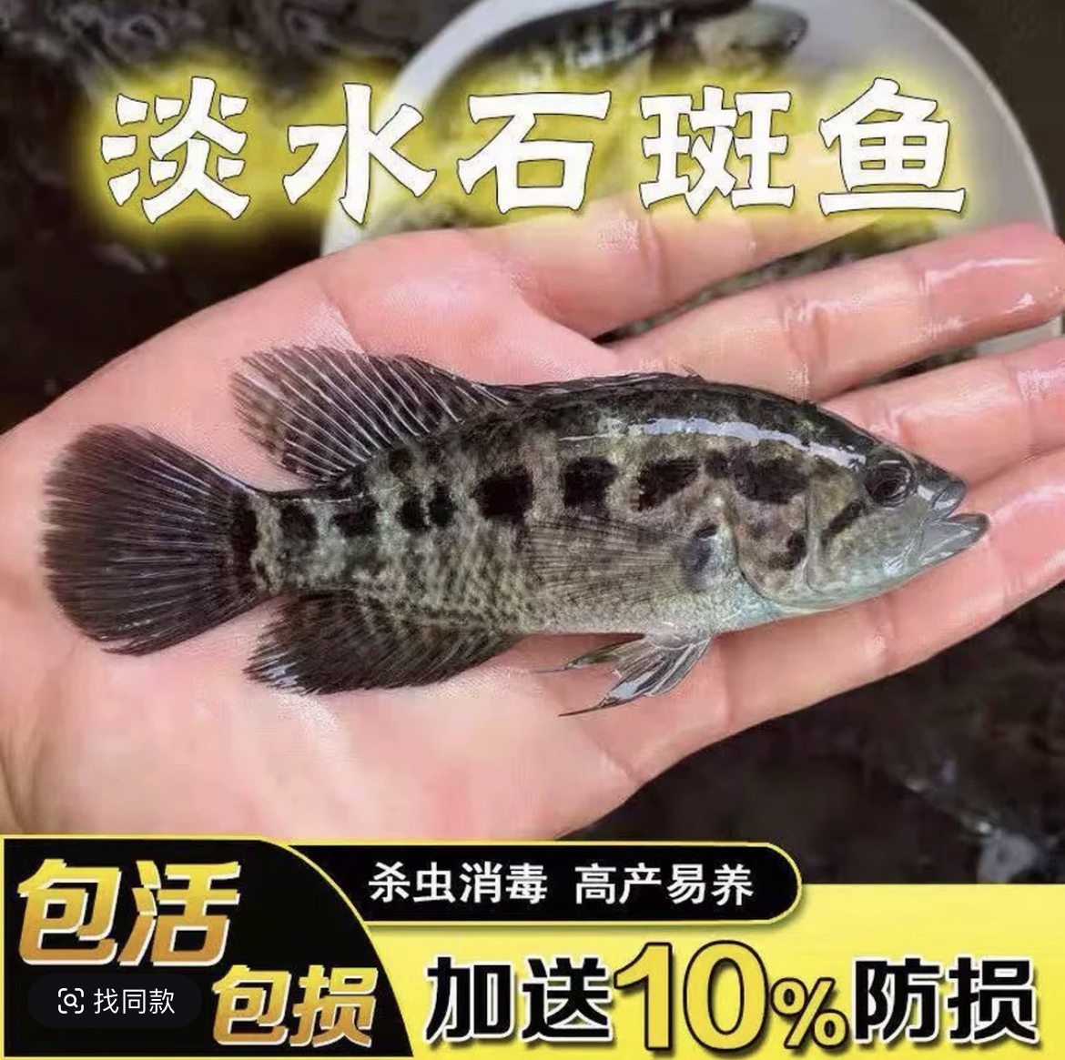 淡水石斑鱼苗冷水鱼苗适合养殖观赏