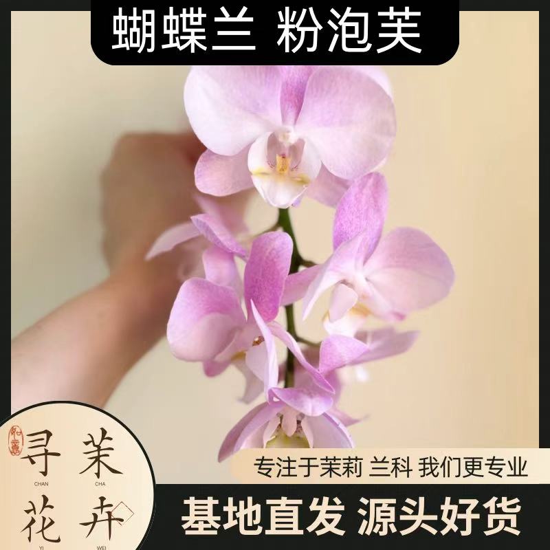 【蝴蝶兰 粉泡芙】秋季好礼 基地直销 名贵淡雅 室内花卉带花发货