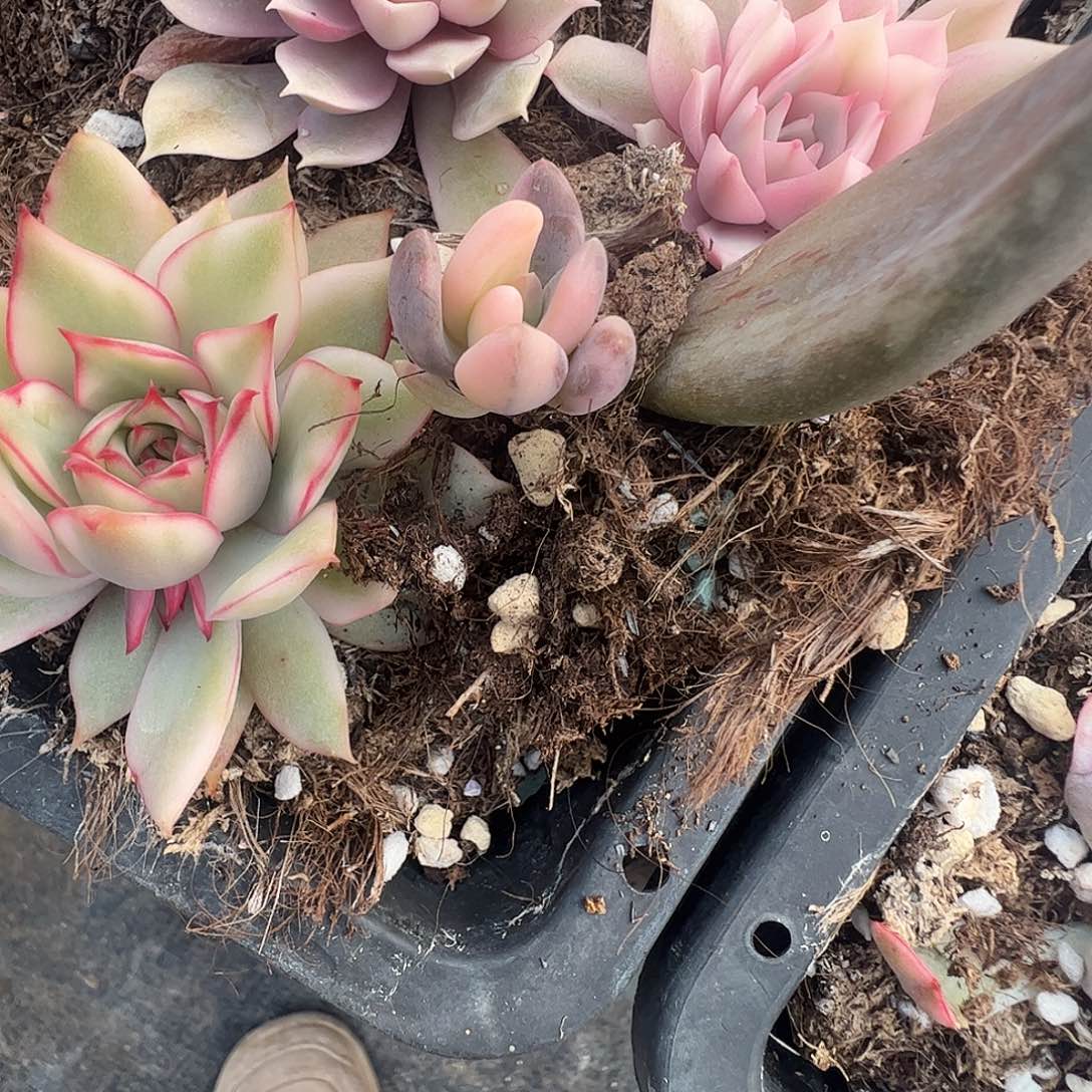 贝***1多肉植物多肉植物