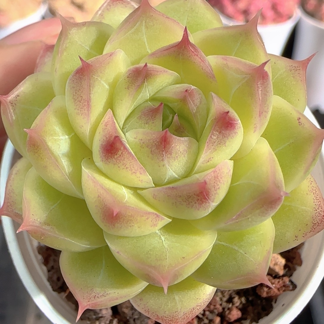 多肉1226-34女王玫瑰