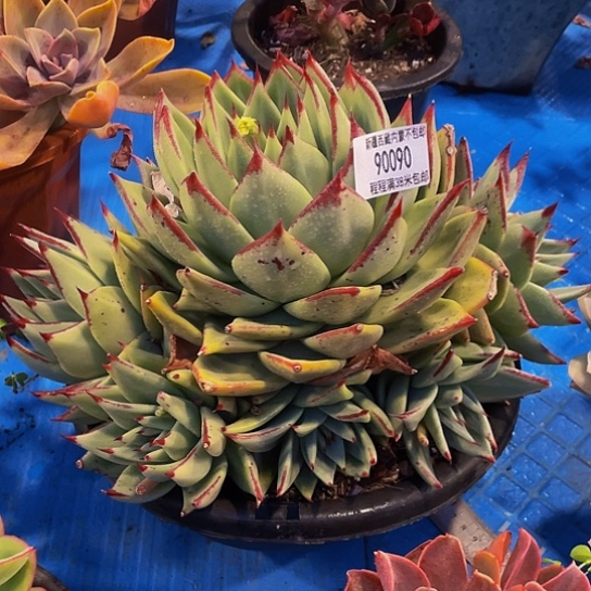 妞*乌木90090多肉