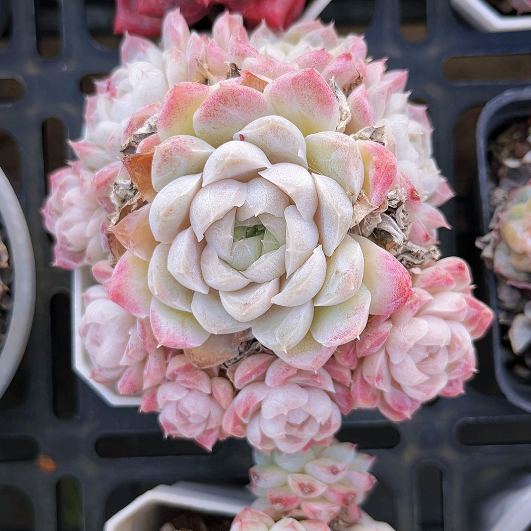 月影9公分88888888