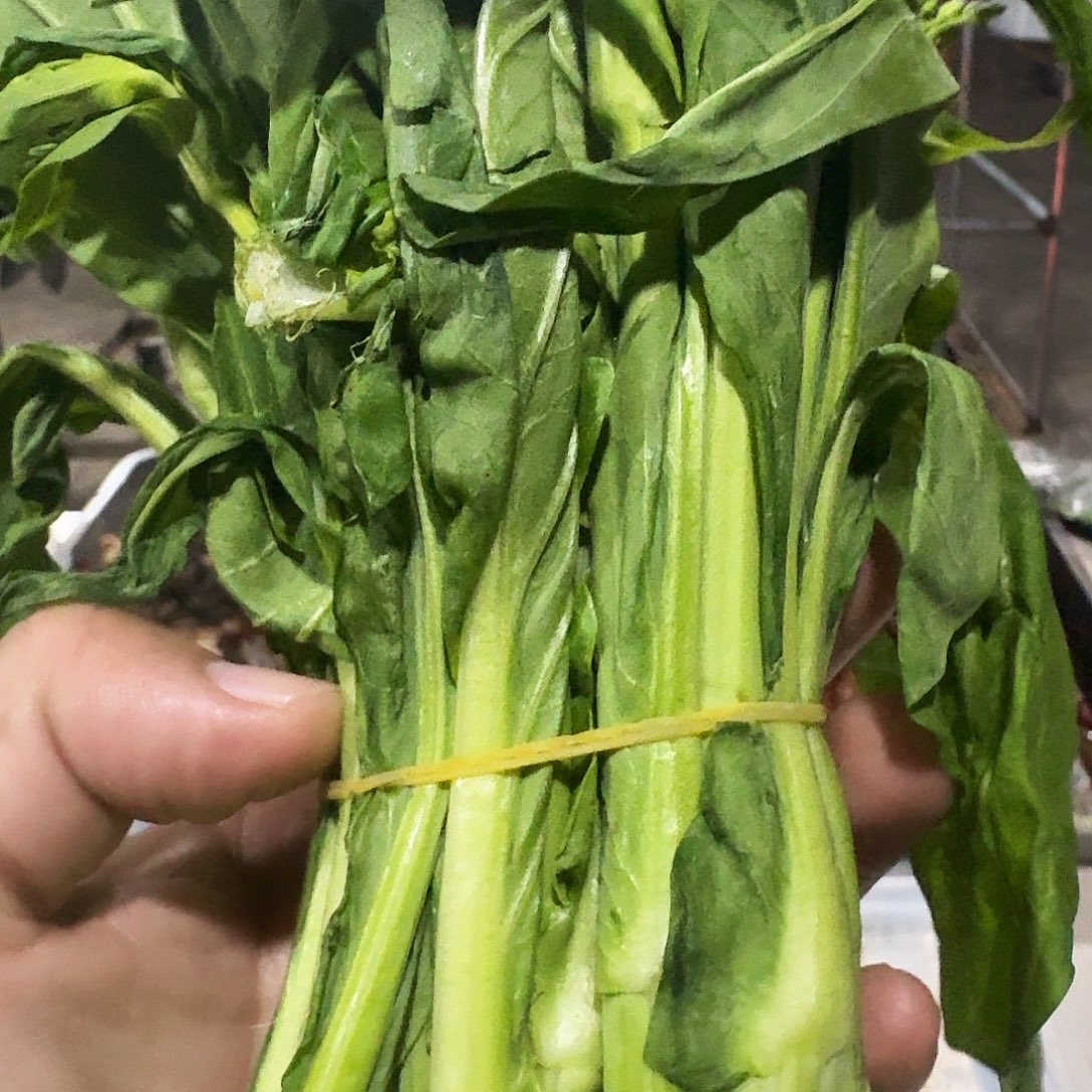1***5白菜中国大陆青菜
