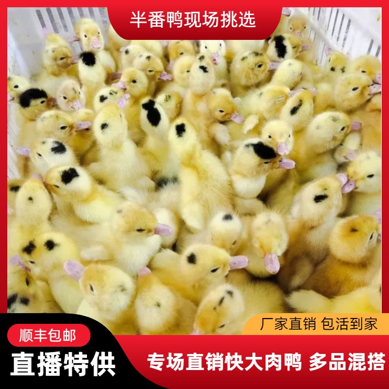 【半番鸭】M18半番鸭现场挑选快大肉鸭宠物鸭
