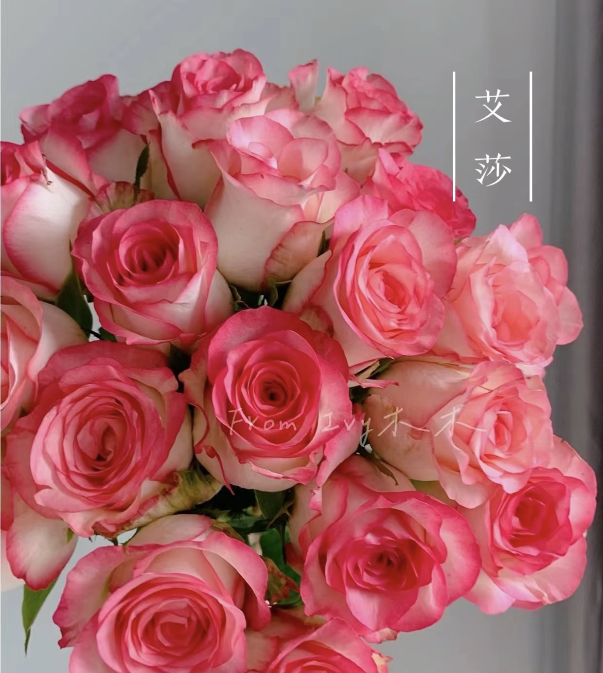 （小朱专属）艾莎玫瑰+配草