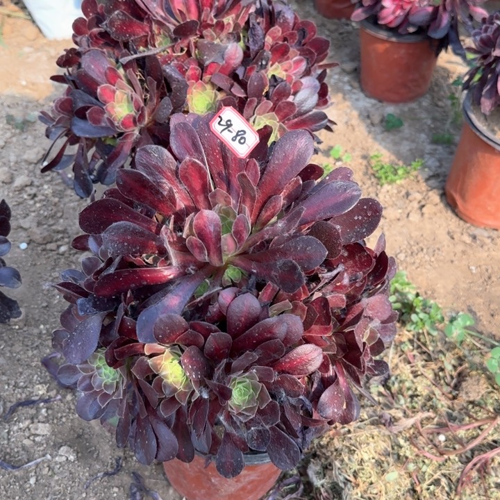 29-80华纳老婆13.8一个多肉植物地理