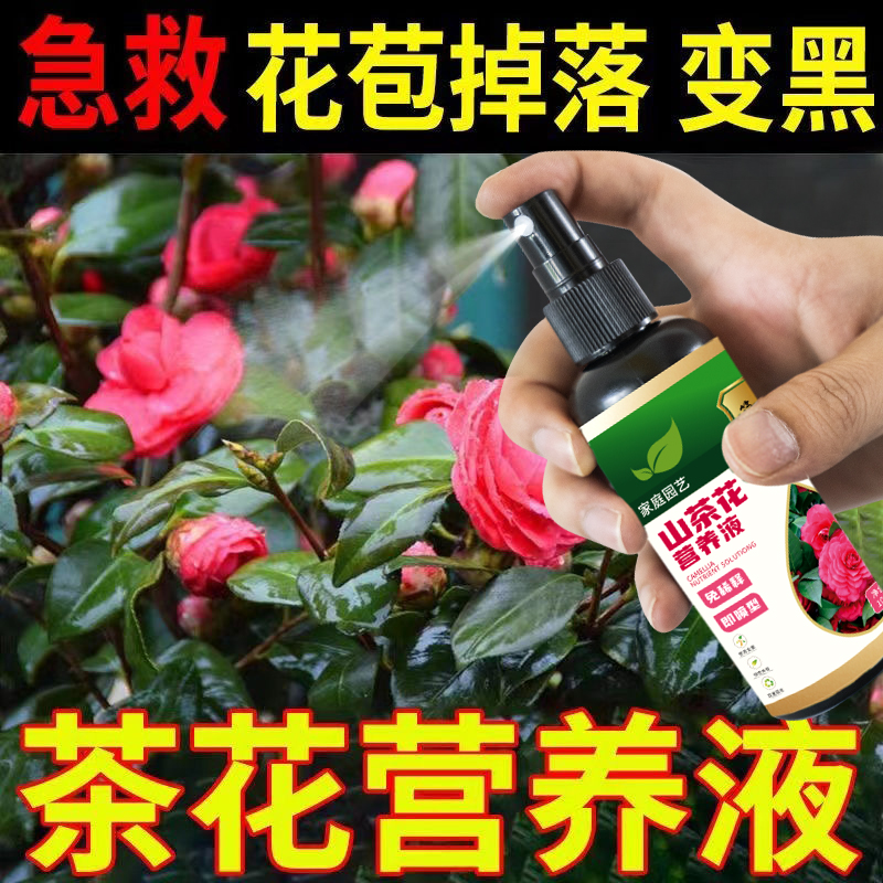 【急救】山茶花营养液黄叶焦尖褐斑四季山茶花专用肥料山茶花专用肥