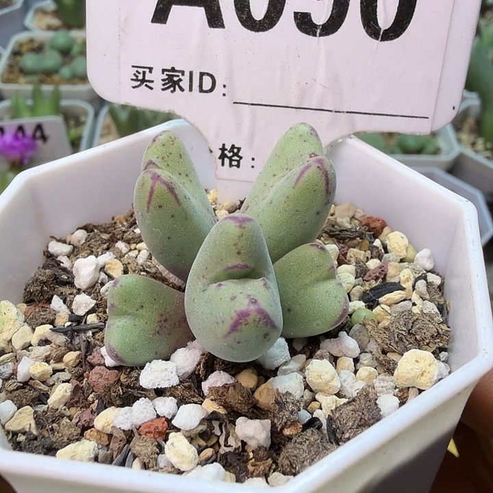 090。满38包邮肉锥